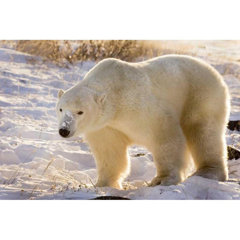 Canada, Churchill Polar bear walking in snow Black Modern Wood Framed Art Print by Kaveney, Wendy