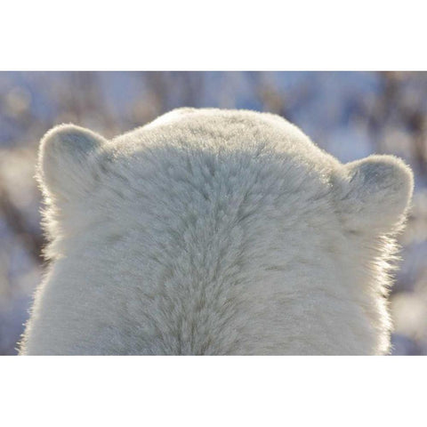 Canada, Churchill Back of polar bears head Black Modern Wood Framed Art Print by Kaveney, Wendy