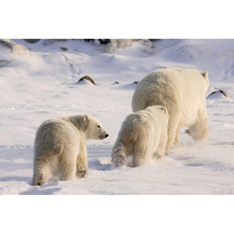 Canada, Churchill Polar bear cubs follow mother Black Modern Wood Framed Art Print by Kaveney, Wendy