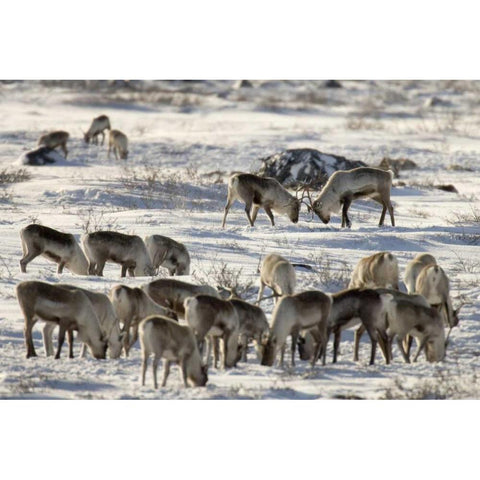 Canada, Manitoba, Two male caribou butting heads Black Modern Wood Framed Art Print with Double Matting by Kaveney, Wendy