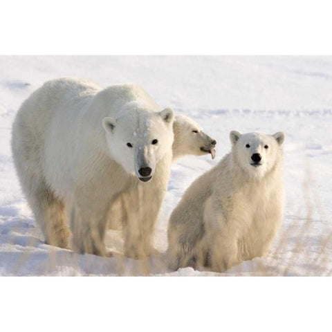 Canada, Churchill Mother polar bear and two cubs Black Modern Wood Framed Art Print by Kaveney, Wendy