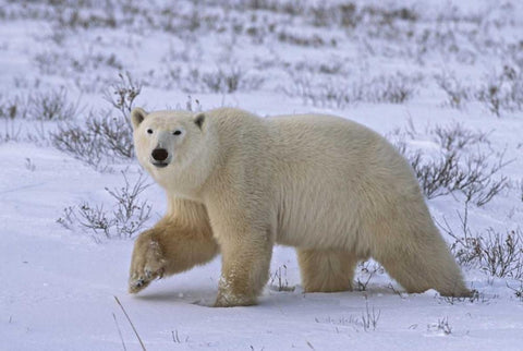 Canada, Wapusk NP Polar bear walking on tundra Black Ornate Wood Framed Art Print with Double Matting by Grall, Don
