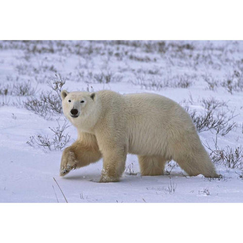 Canada, Wapusk NP Polar bear walking on tundra Black Modern Wood Framed Art Print by Grall, Don