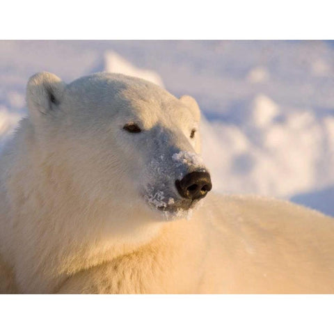 Canada, Manitoba, Churchill Polar bear Gold Ornate Wood Framed Art Print with Double Matting by Kaveney, Wendy