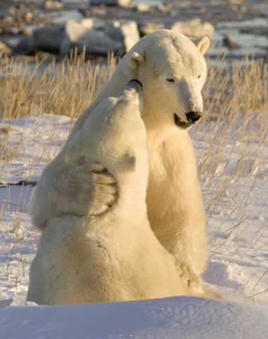 Canada, Churchill Sparring polar bears White Modern Wood Framed Art Print with Double Matting by Kaveney, Wendy