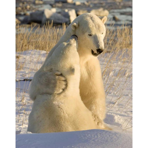 Canada, Churchill Sparring polar bears Black Modern Wood Framed Art Print by Kaveney, Wendy