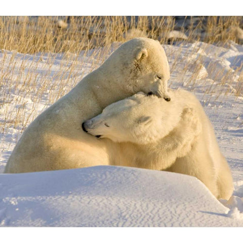 Canada, Churchill Sparring polar bears Black Modern Wood Framed Art Print by Kaveney, Wendy