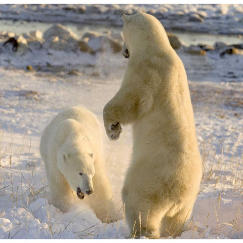 Canada, Churchill Sparring polar bears Black Modern Wood Framed Art Print by Kaveney, Wendy