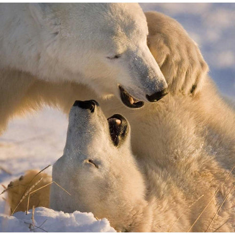 Canada, Churchill Sparring polar bears Black Modern Wood Framed Art Print by Kaveney, Wendy