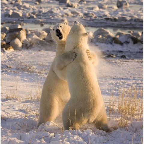 Canada, Churchill Sparring polar bears Black Modern Wood Framed Art Print by Kaveney, Wendy