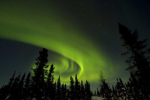 Canada, Manitoba Aurora borealis and trees White Modern Wood Framed Art Print with Double Matting by Illg, Cathy and Gordon