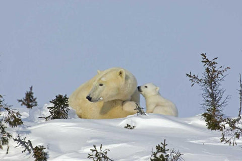 Canada, Manitoba, Wapusk Polar bear cub playing White Modern Wood Framed Art Print with Double Matting by Illg, Cathy and Gordon