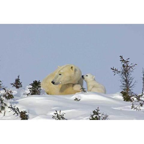 Canada, Manitoba, Wapusk Polar bear cub playing Gold Ornate Wood Framed Art Print with Double Matting by Illg, Cathy and Gordon