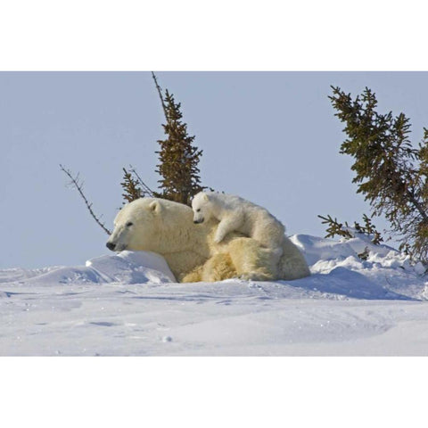 Canada, Wapusk NP Polar bear cub on mother Gold Ornate Wood Framed Art Print with Double Matting by Illg, Cathy and Gordon