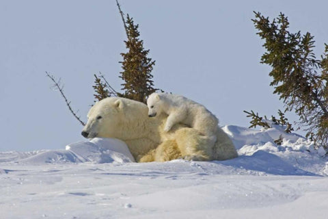 Canada, Wapusk NP Polar bear cub on mother Black Ornate Wood Framed Art Print with Double Matting by Illg, Cathy and Gordon