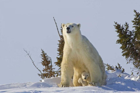 Canada, Wapusk NP Polar bear cub and mother White Modern Wood Framed Art Print with Double Matting by Illg, Cathy and Gordon