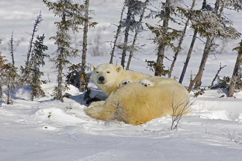 Canada, Wapusk NP Polar bear cubs and mother Black Ornate Wood Framed Art Print with Double Matting by Illg, Cathy and Gordon
