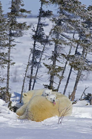 Canada, Wapusk NP Polar bear cubs and mother White Modern Wood Framed Art Print with Double Matting by Illg, Cathy and Gordon