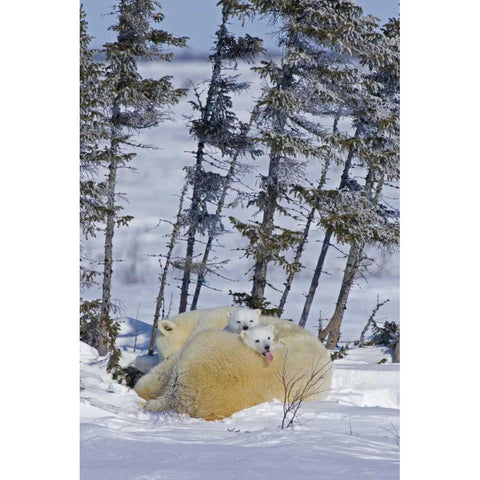 Canada, Wapusk NP Polar bear cubs and mother Black Modern Wood Framed Art Print with Double Matting by Illg, Cathy and Gordon