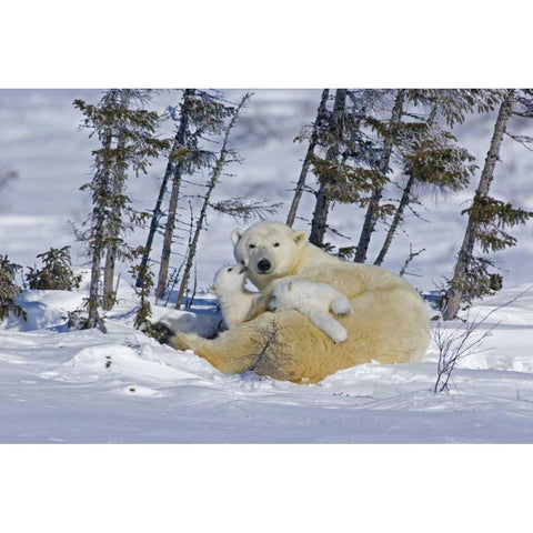 Canada, Wapusk NP Polar bear cubs playing Gold Ornate Wood Framed Art Print with Double Matting by Illg, Cathy and Gordon