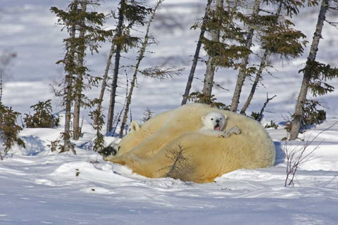 Canada, Manitoba, Wapusk NP Polar bear cub yawns Black Ornate Wood Framed Art Print with Double Matting by Illg, Cathy and Gordon