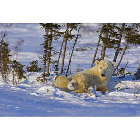 Canada, Wapusk NP Polar bear cub with its mother Gold Ornate Wood Framed Art Print with Double Matting by Illg, Cathy and Gordon