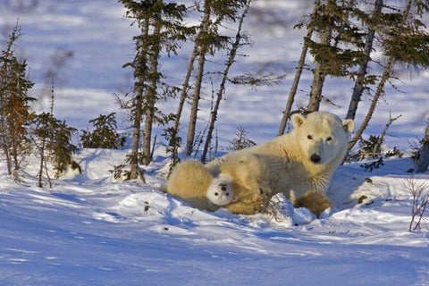 Canada, Wapusk NP Polar bear cub with its mother Black Ornate Wood Framed Art Print with Double Matting by Illg, Cathy and Gordon
