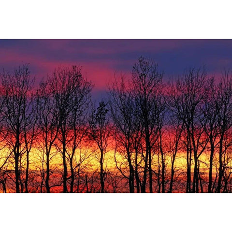 Canada, Matclock Trees and clouds at sunrise White Modern Wood Framed Art Print by Grandmaison, Mike