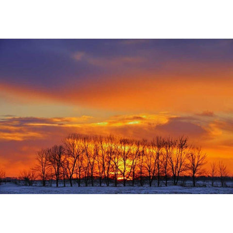 Canada, Altona Trees at sunrise on the prairie Gold Ornate Wood Framed Art Print with Double Matting by Grandmaison, Mike