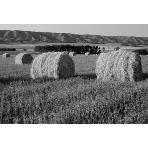 Canada, Manitoba, rolled hay bales in field Black Modern Wood Framed Art Print by Grandmaison, Mike