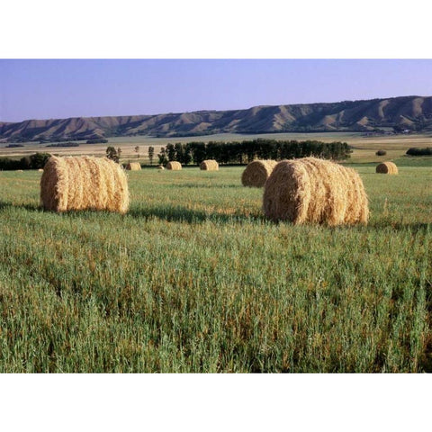 Canada, Manitoba, rolled hay bales in field Black Modern Wood Framed Art Print with Double Matting by Grandmaison, Mike