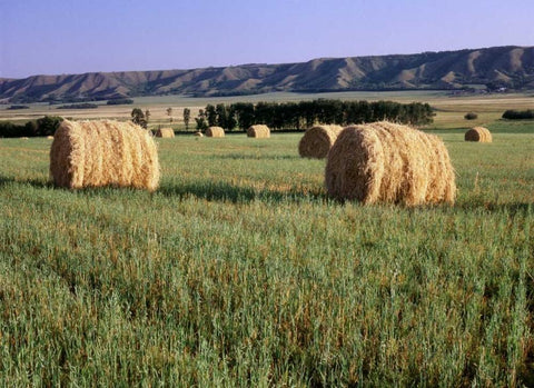 Canada, Manitoba, rolled hay bales in field White Modern Wood Framed Art Print with Double Matting by Grandmaison, Mike
