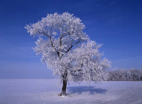 Canada, Dugald, hoarfrost on cottonwood trees Black Ornate Wood Framed Art Print with Double Matting by Grandmaison, Mike