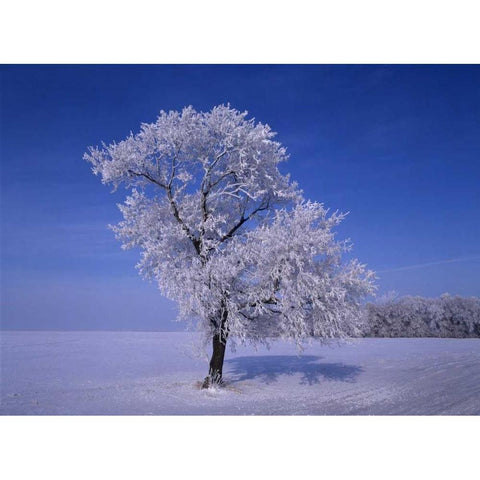 Canada, Dugald, hoarfrost on cottonwood trees Black Modern Wood Framed Art Print by Grandmaison, Mike