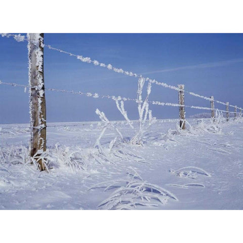 Canada, Manitoba, Dugald, hoarfrost and fence Gold Ornate Wood Framed Art Print with Double Matting by Grandmaison, Mike