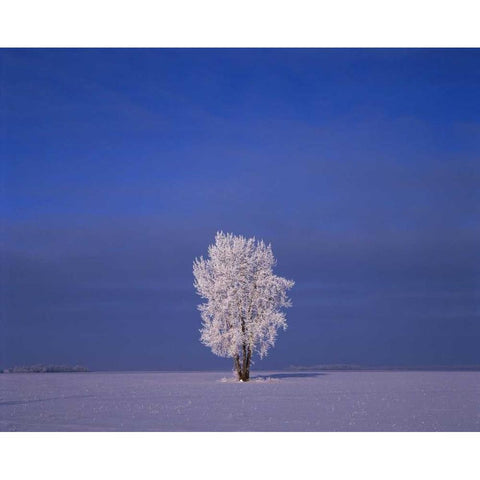 Canada, Dugald, hoarfrost on cottonwood trees Gold Ornate Wood Framed Art Print with Double Matting by Grandmaison, Mike