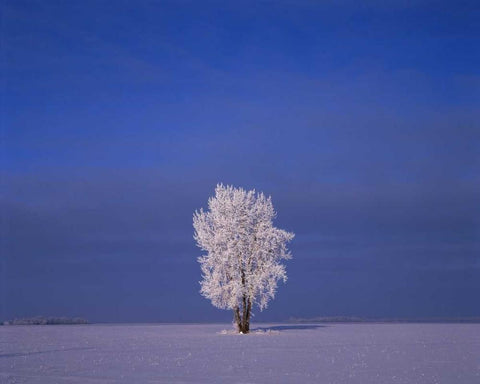 Canada, Dugald, hoarfrost on cottonwood trees White Modern Wood Framed Art Print with Double Matting by Grandmaison, Mike