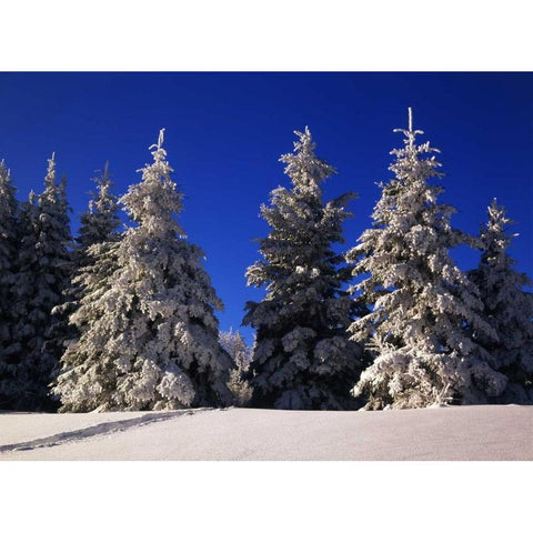 Canada, Manitoba, Riding Mountain NP Gold Ornate Wood Framed Art Print with Double Matting by Grandmaison, Mike