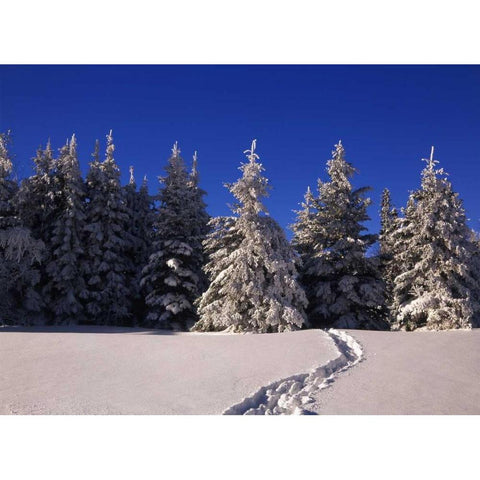 Canada, Manitoba, Riding Mountain NP Black Modern Wood Framed Art Print with Double Matting by Grandmaison, Mike