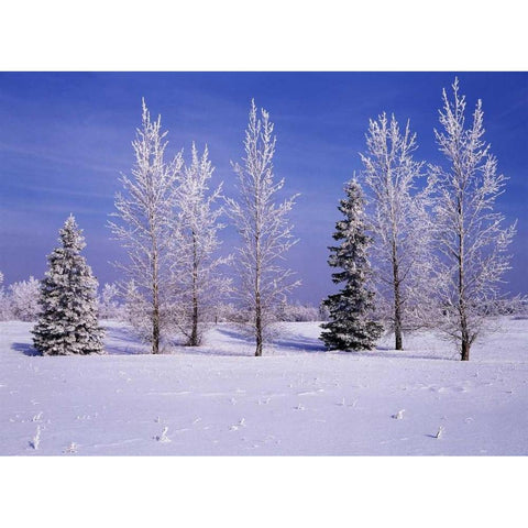 Canada, Manitoba, Birds Hill Provincial Park Black Modern Wood Framed Art Print by Grandmaison, Mike