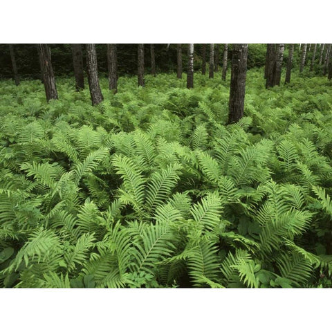 Canada, Birch River, ferns in the forest Gold Ornate Wood Framed Art Print with Double Matting by Grandmaison, Mike
