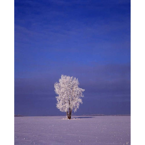 Canada, Dugald, hoarfrost on cottonwood tree Black Modern Wood Framed Art Print by Grandmaison, Mike