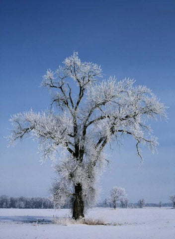Canada, St Adolphe, hoarfrost on cottonwood tree White Modern Wood Framed Art Print with Double Matting by Grandmaison, Mike