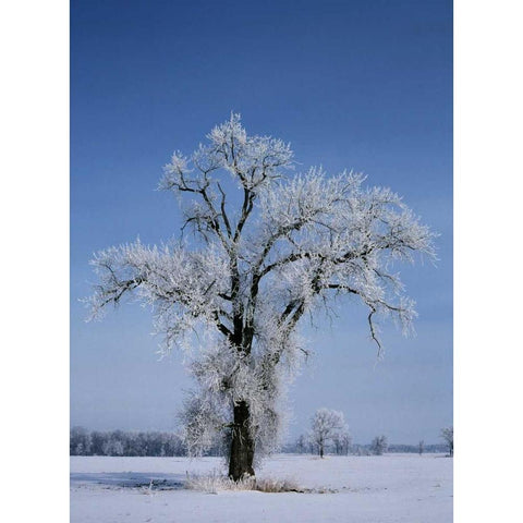 Canada, St Adolphe, hoarfrost on cottonwood tree Gold Ornate Wood Framed Art Print with Double Matting by Grandmaison, Mike