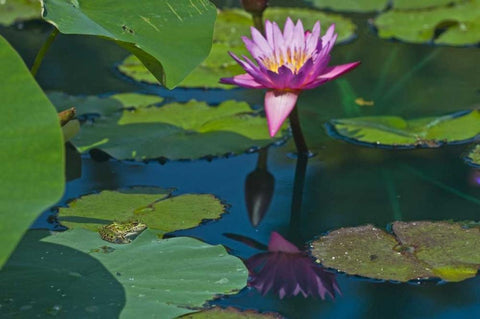 Canada, Manitoba, Winnipeg Frog on lily pad Black Ornate Wood Framed Art Print with Double Matting by Grandmaison, Mike