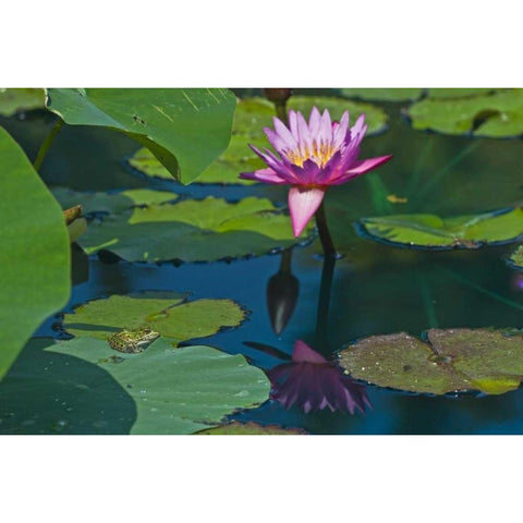 Canada, Manitoba, Winnipeg Frog on lily pad White Modern Wood Framed Art Print by Grandmaison, Mike