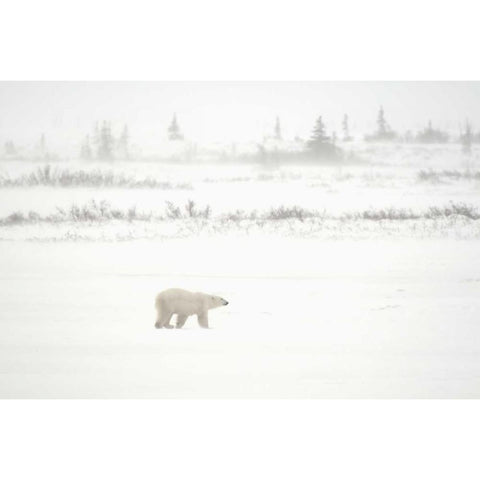 Canada, Churchill Polar bear walking on tundra White Modern Wood Framed Art Print by Grandmaison, Mike