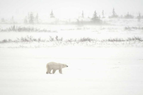 Canada, Churchill Polar bear walking on tundra White Modern Wood Framed Art Print with Double Matting by Grandmaison, Mike