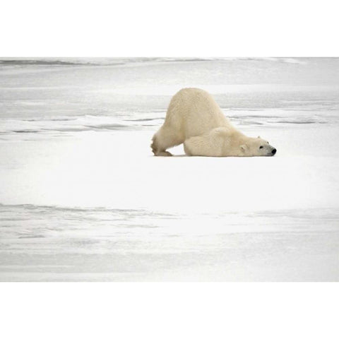 Canada, Churchill Polar bear scratching itself Black Modern Wood Framed Art Print by Grandmaison, Mike