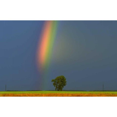 Canada, Dugald Rainbow and cottonwood tree Black Modern Wood Framed Art Print with Double Matting by Grandmaison, Mike